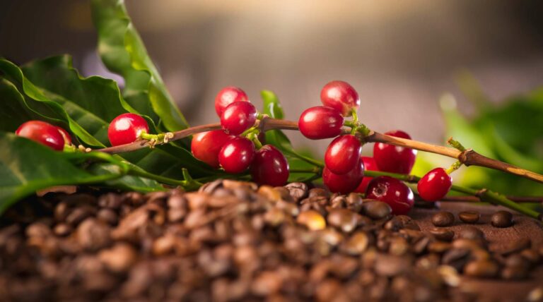 processo de produção do café