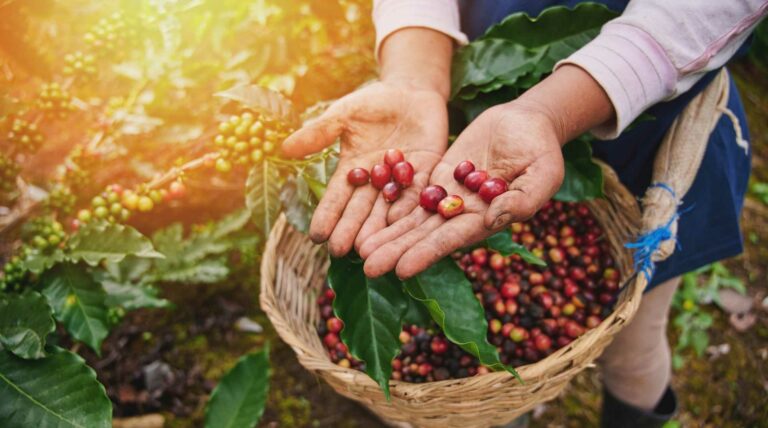 Regiões Produtoras de Café no Brasil