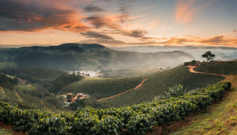 café sustentável